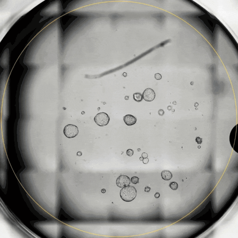Axion BioSystems ad