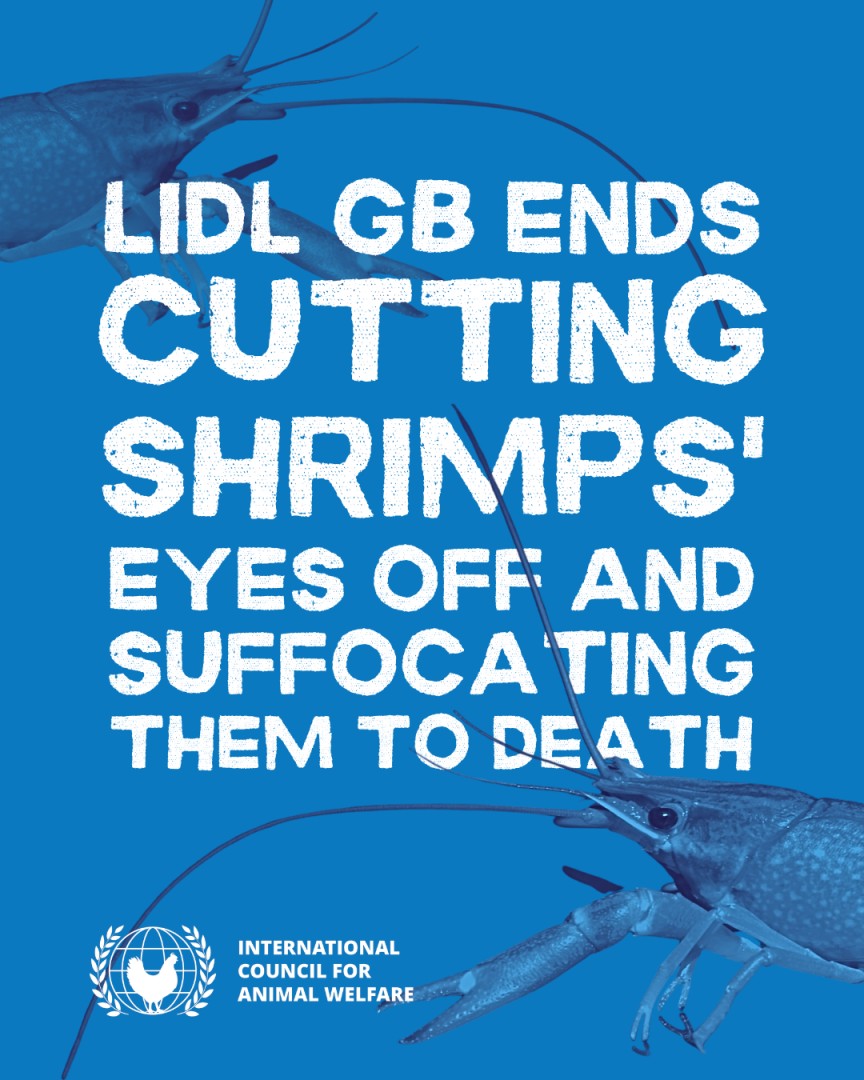 International Council for Animal Welfare (ICAW) ad