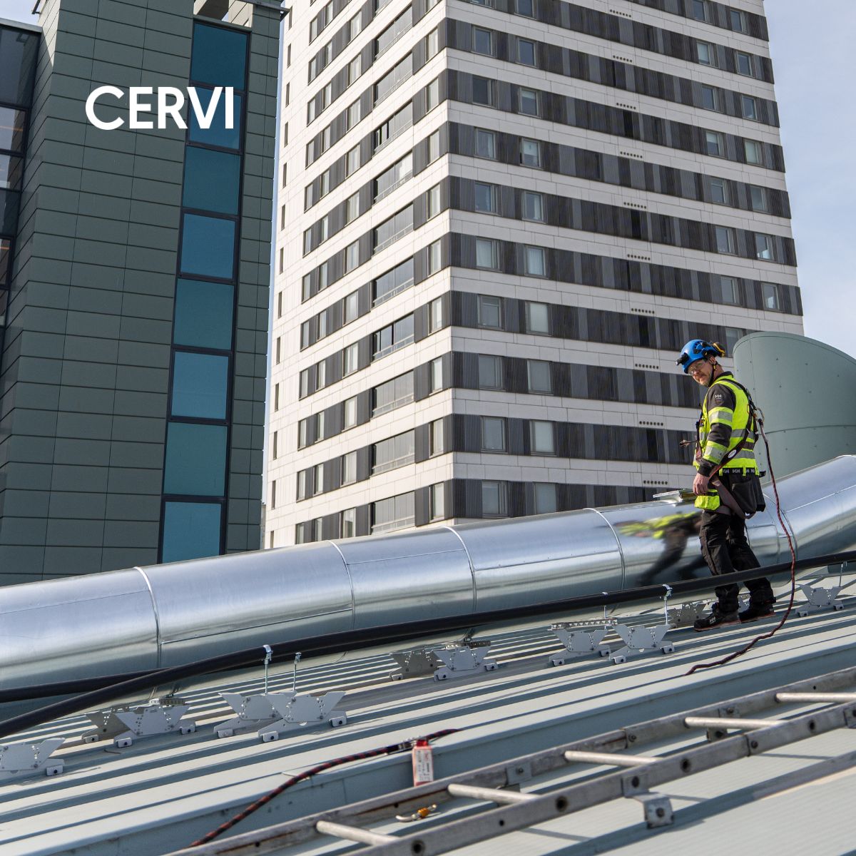 Cervi ad