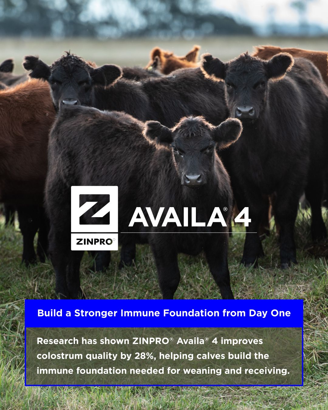 Zinpro Corporation ad