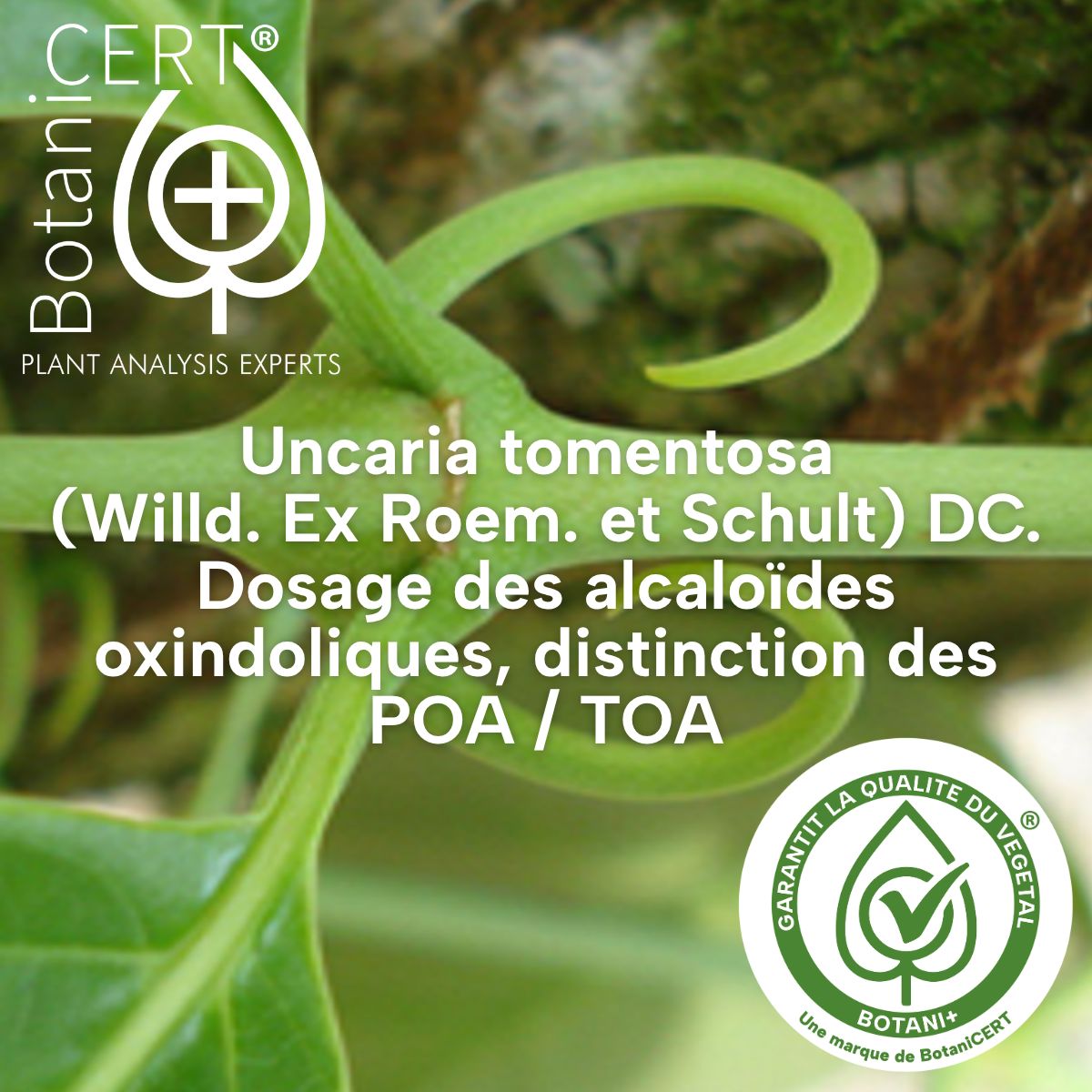 BotaniCERT | Botani+ ad
