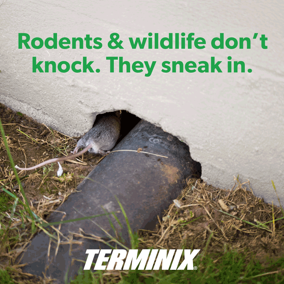 Terminix ad