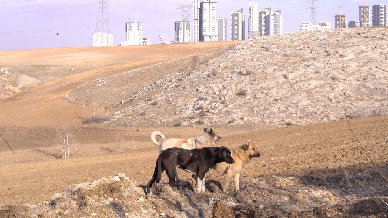 CEVA SANTE ANIMALE ad
