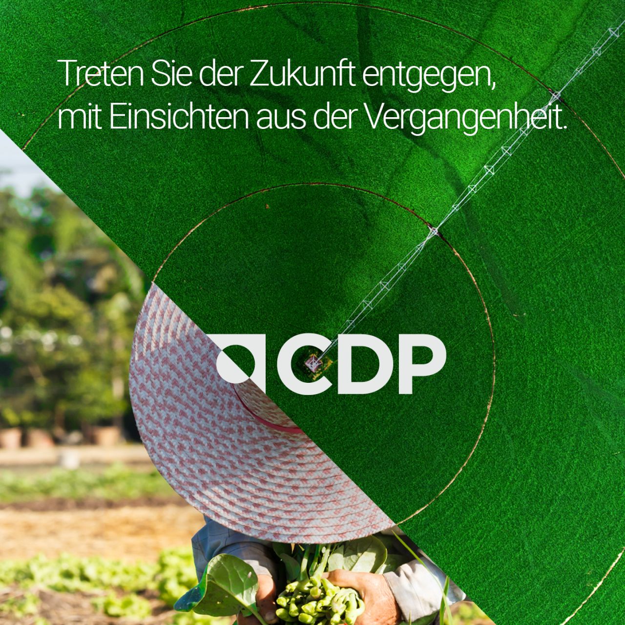 CDP ad