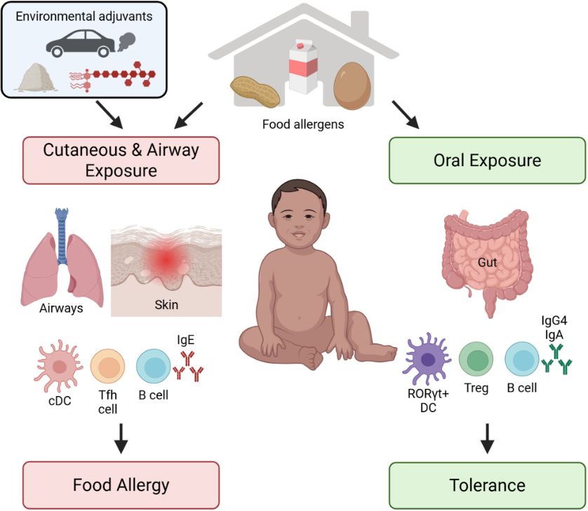 Allergy  EAACI ad