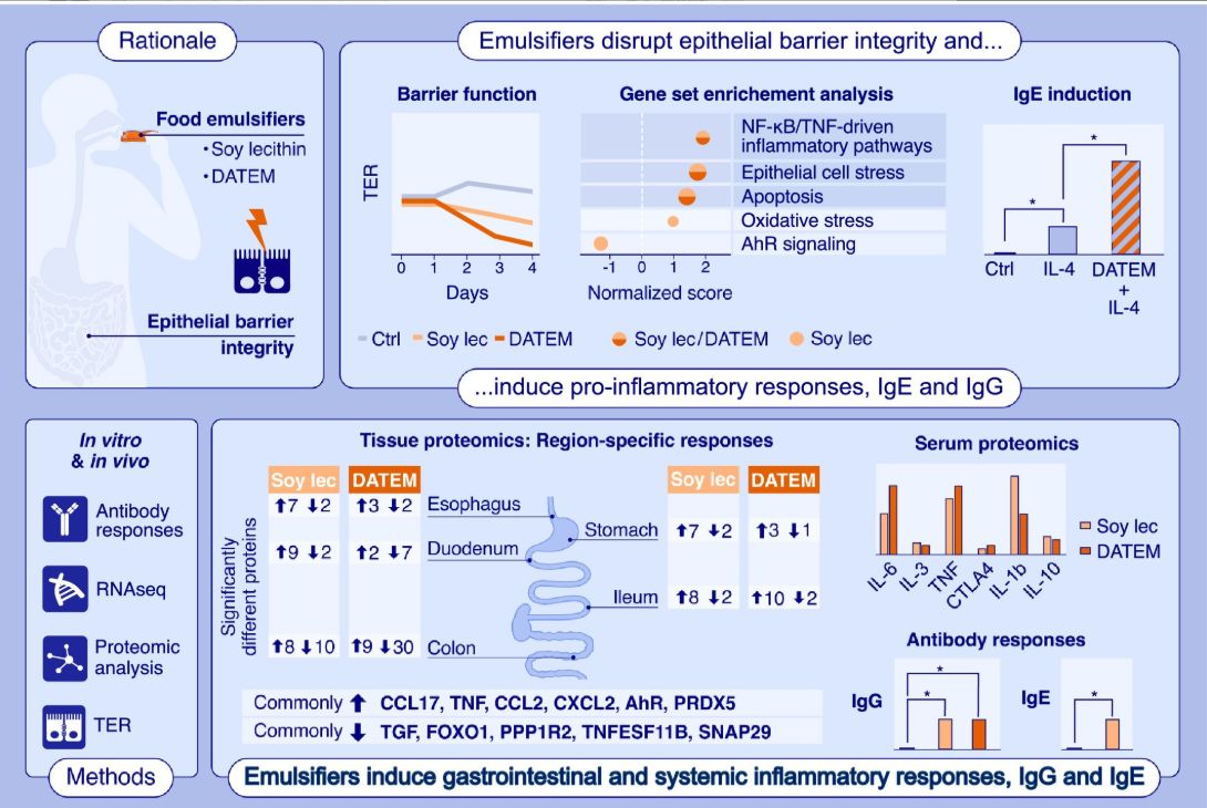 Allergy  EAACI ad