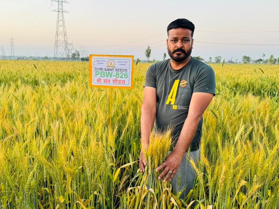 CIMMYT ad