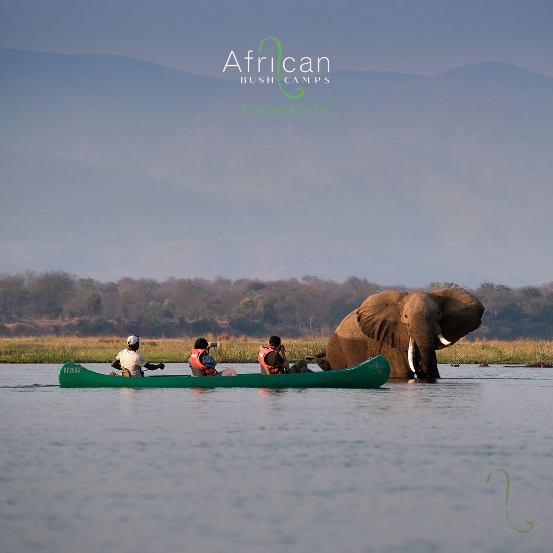 African Bush Camps ad