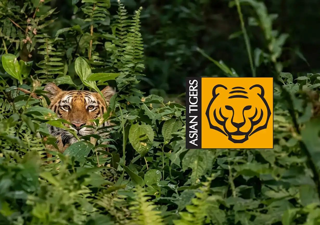 Asian Tigers Group ad