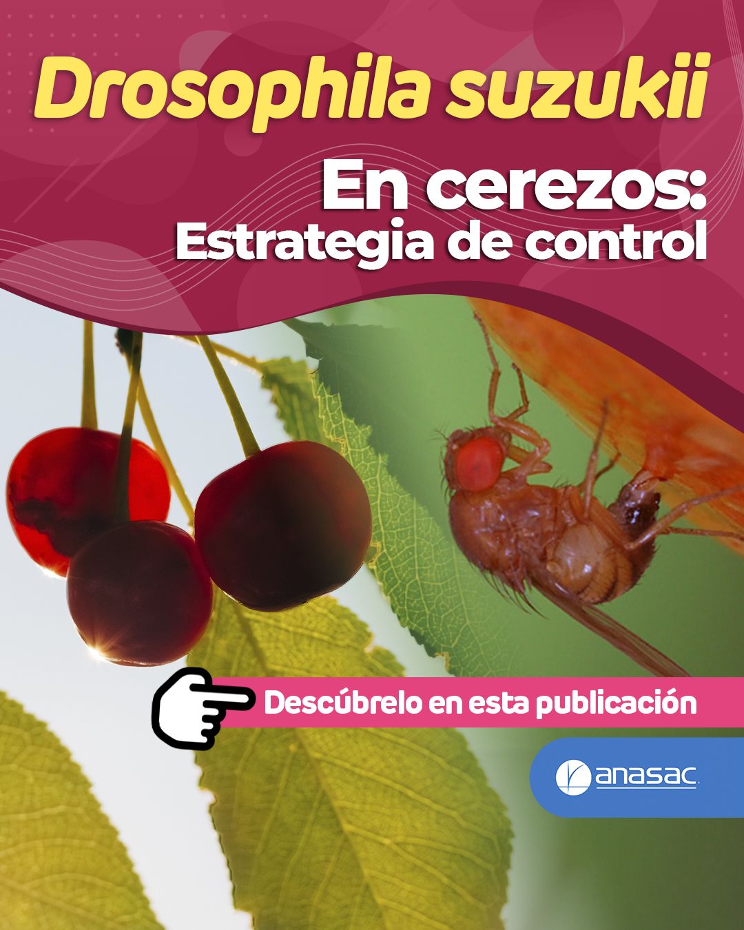 ANASAC ad
