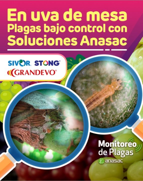 ANASAC ad