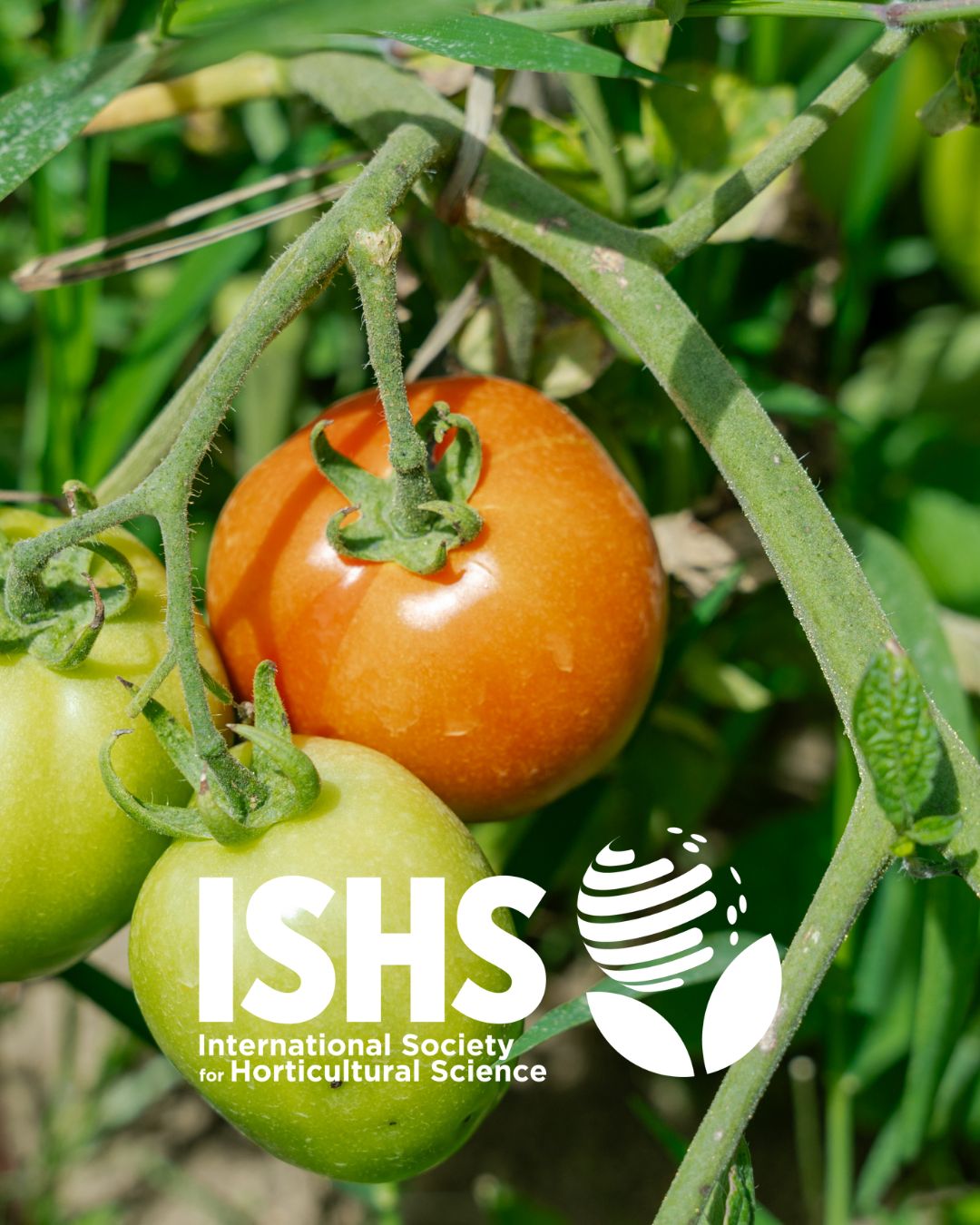 International Society for Horticultural Science (ISHS) ad