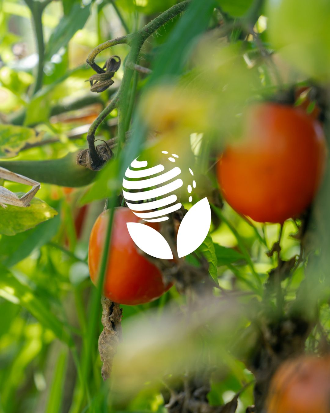 International Society for Horticultural Science (ISHS) ad