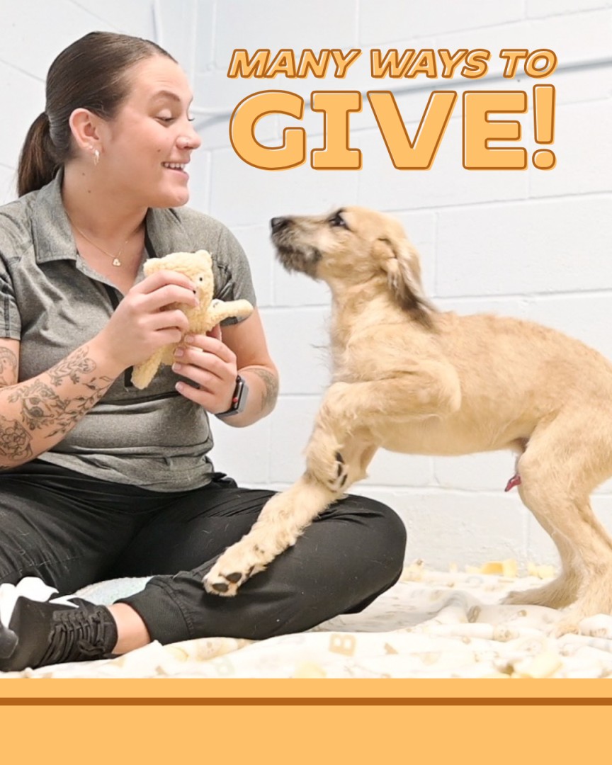 HUMANE SOCIETY OF CAMBRIA COUNTY INC ad