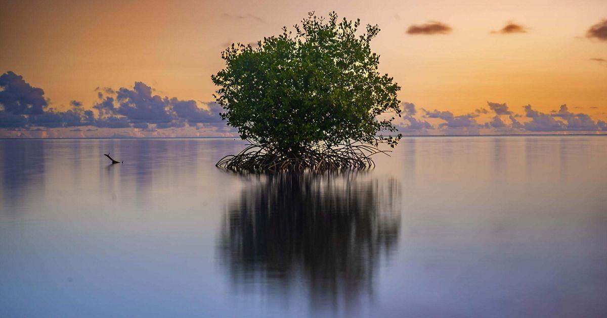 The Nature Conservancy ad