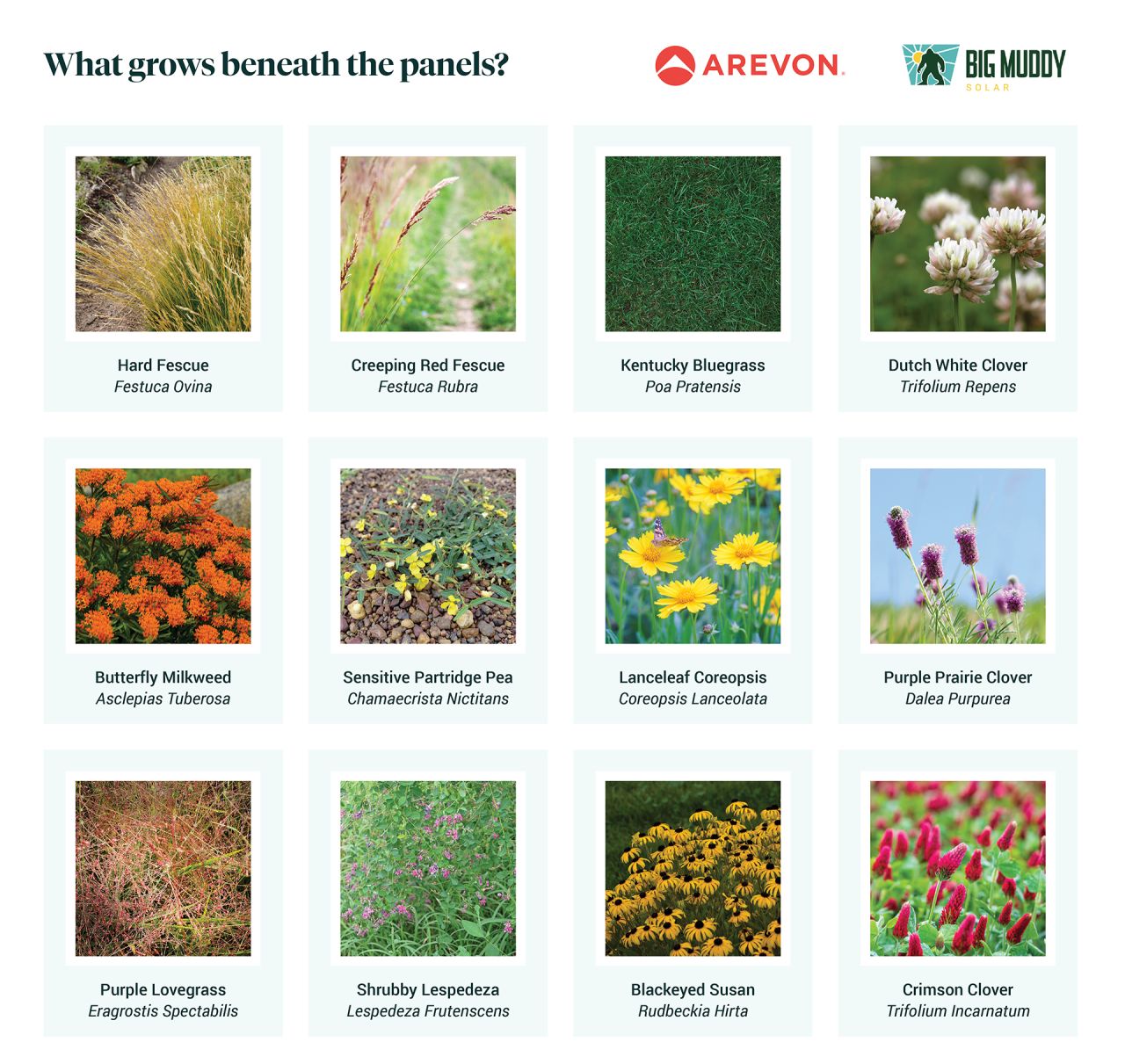 Arevon ad