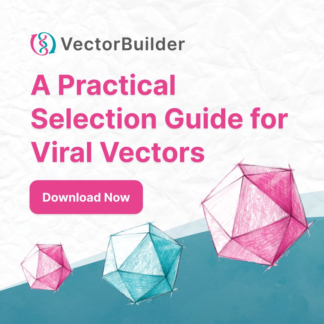VectorBuilder ad