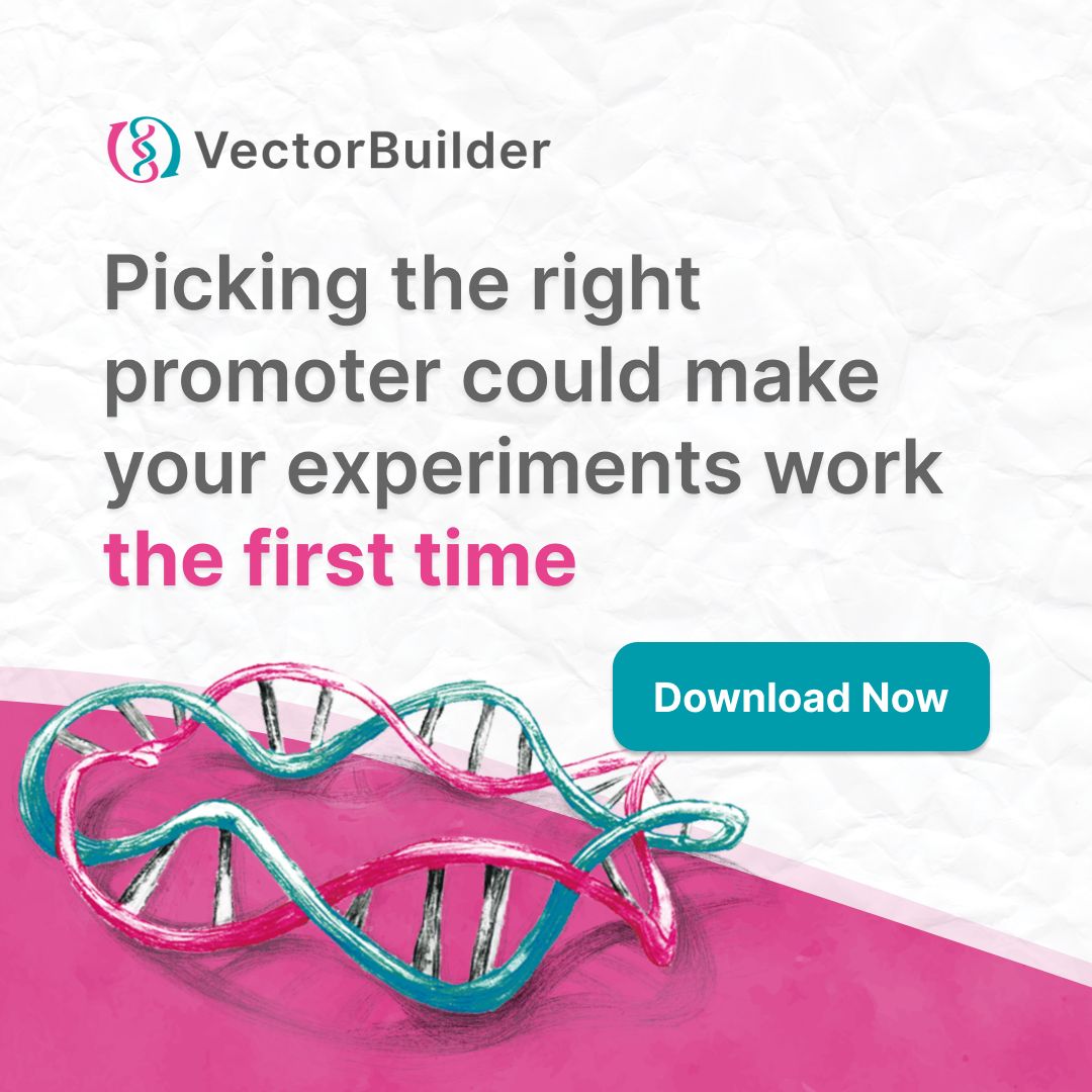 VectorBuilder ad