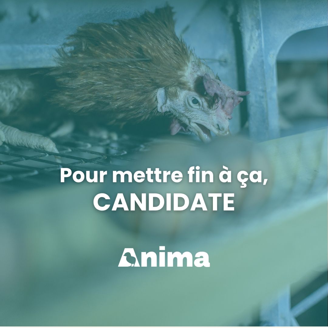 Anima ad