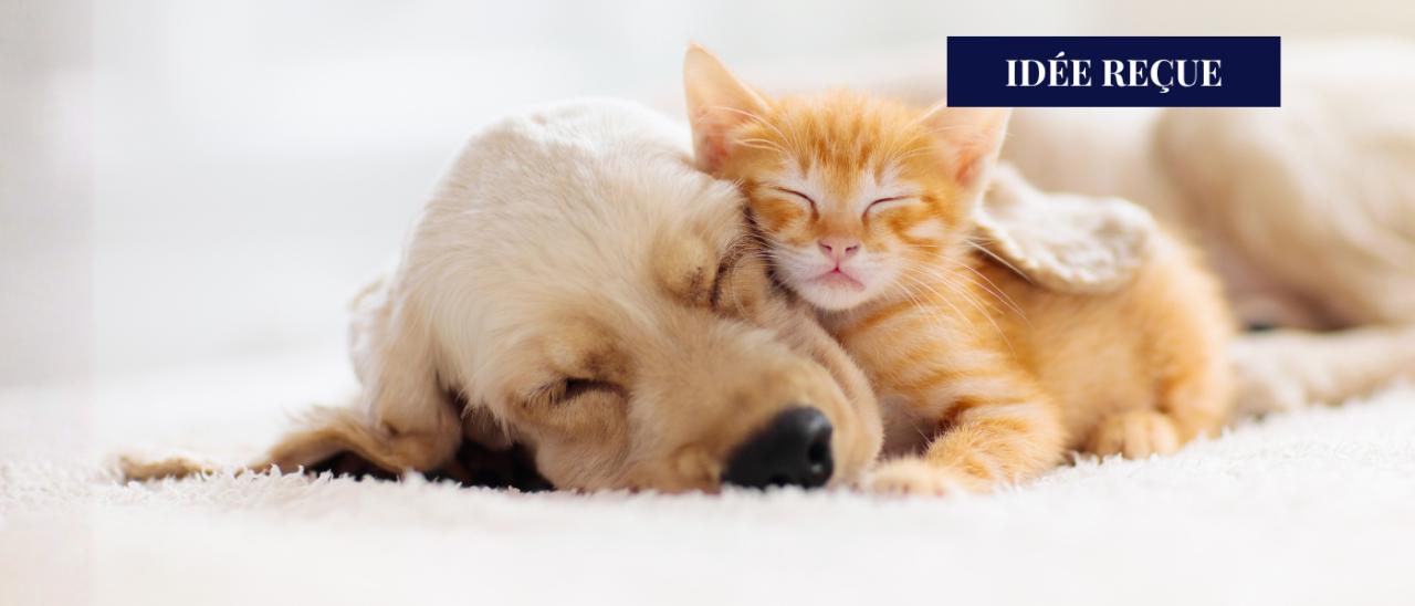 Ingenium animalis ad