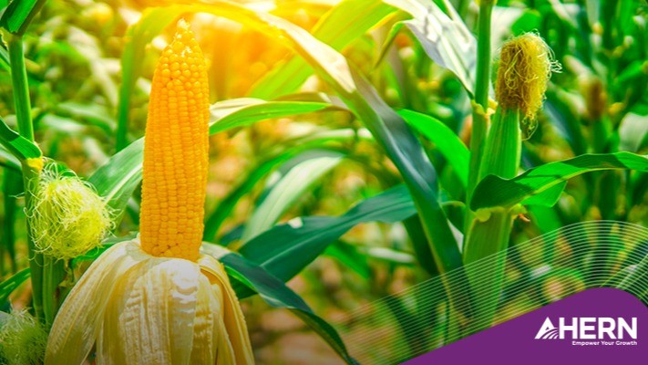 Ahern Agribusiness, Inc. ad