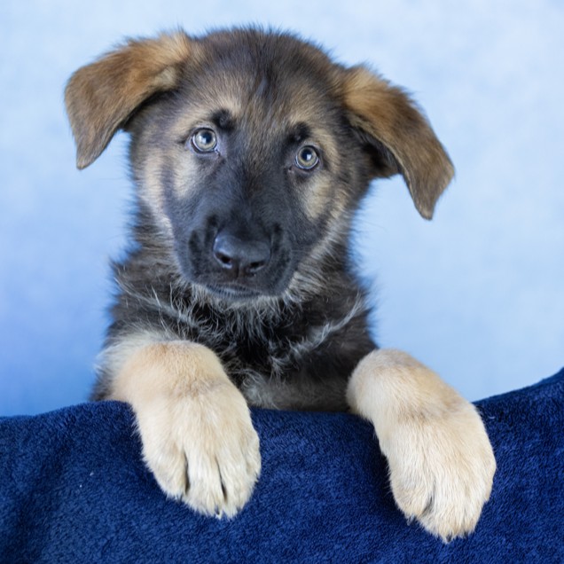 The Guide Dogs for the Blind Association ad