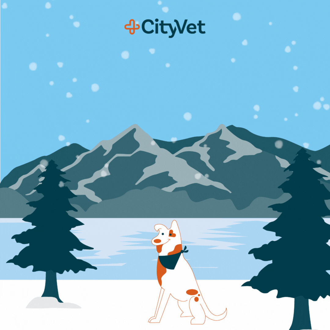 CityVet ad