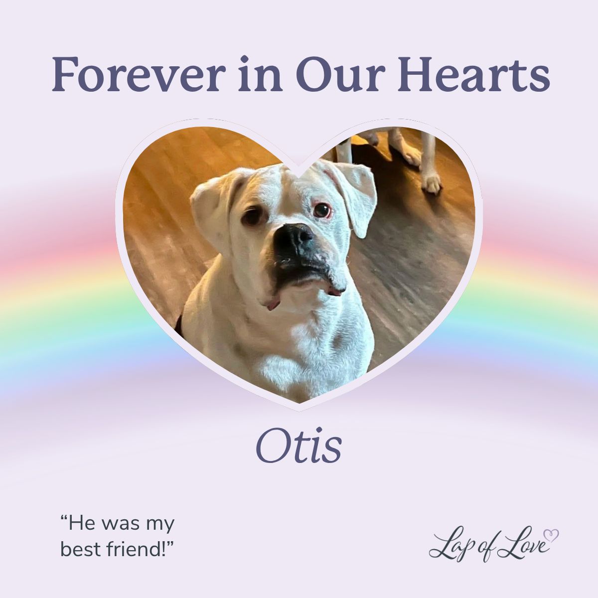 Lap of Love Veterinary Hospice ad