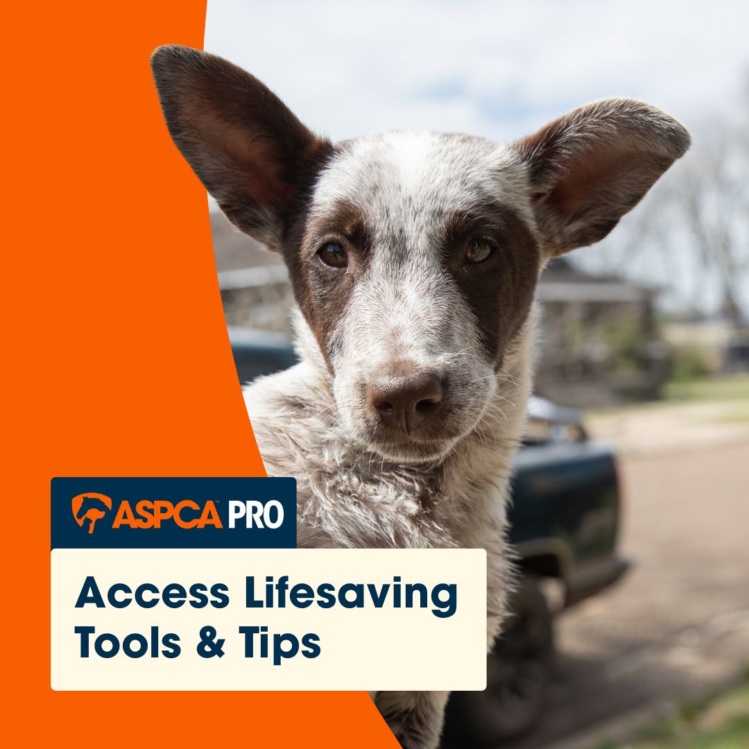 ASPCA ad