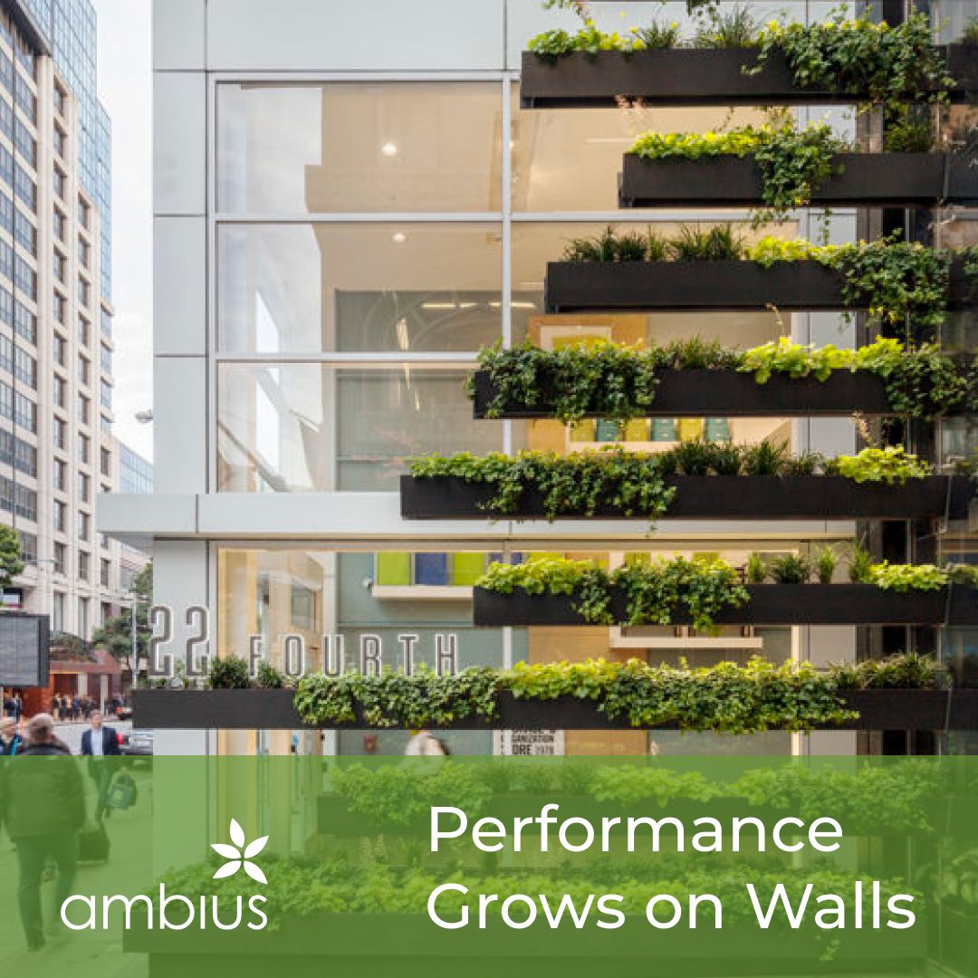 Ambius ad