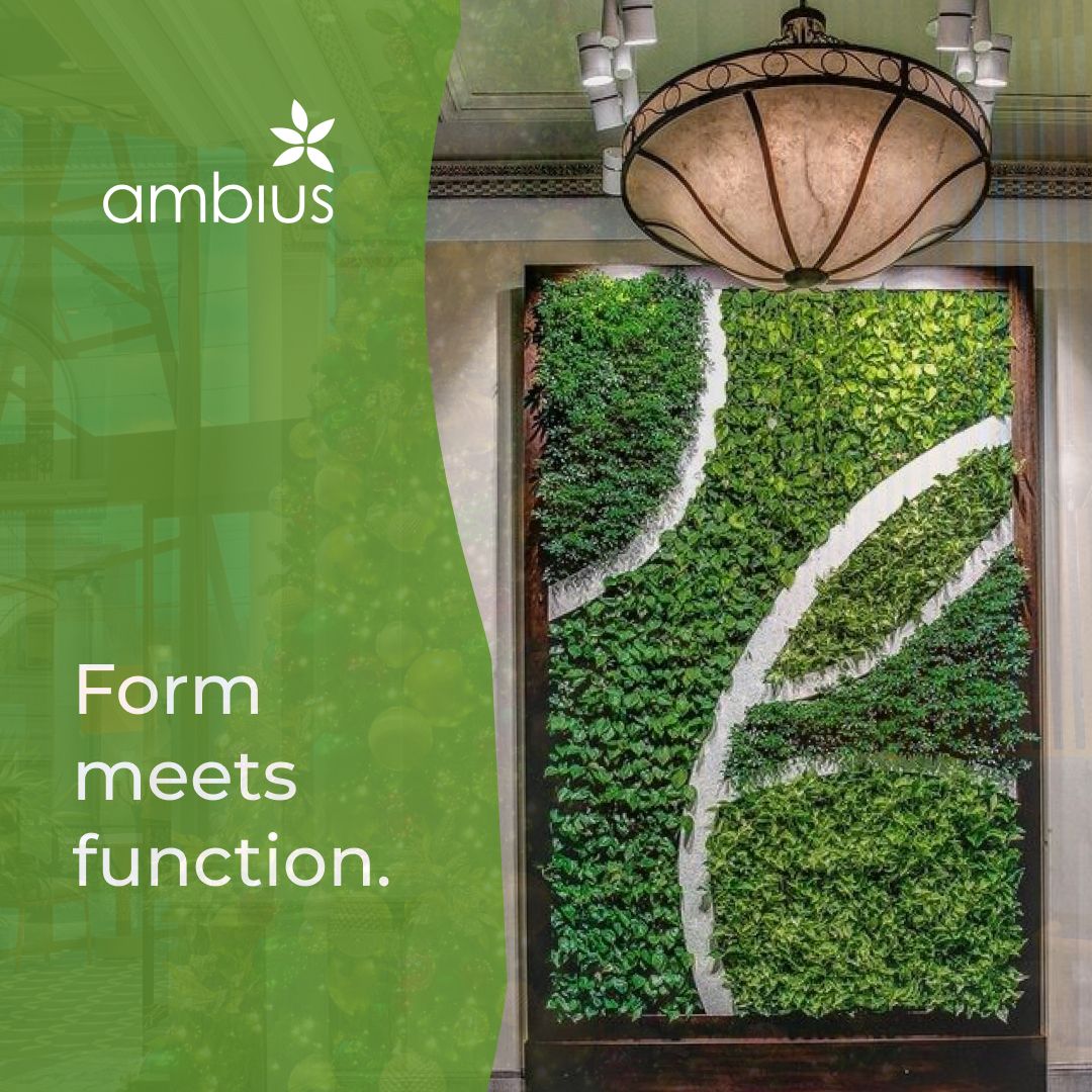 Ambius ad