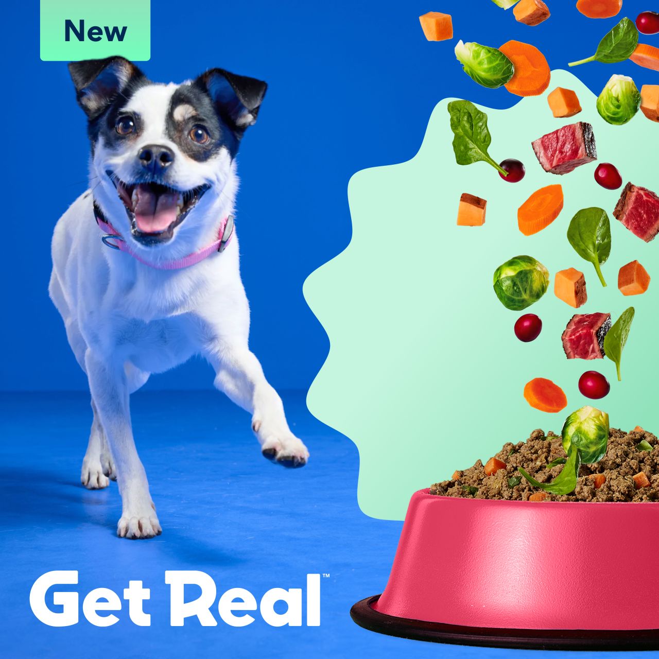 Chewy ad