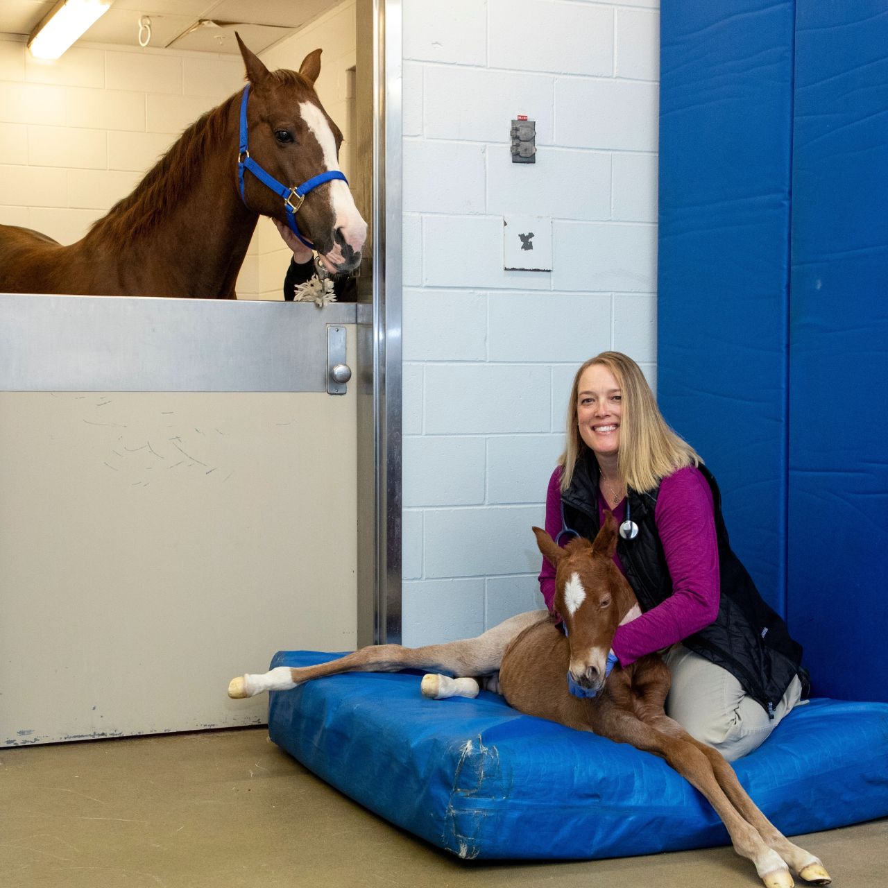 Purdue University College of Veterinary Medicine & Veterinary Hospital ad