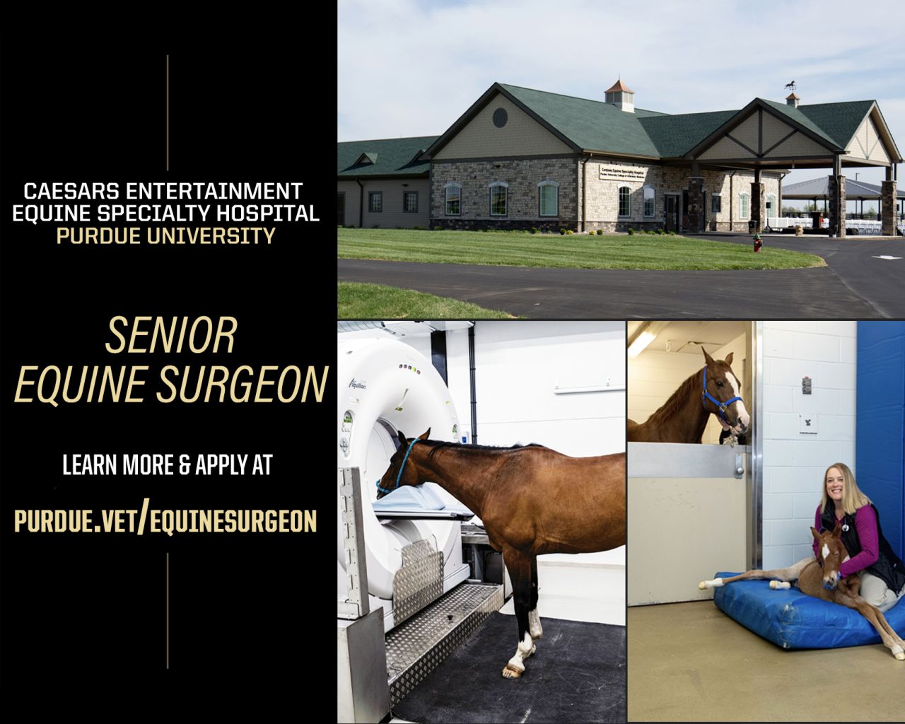 Purdue University College of Veterinary Medicine & Veterinary Hospital ad