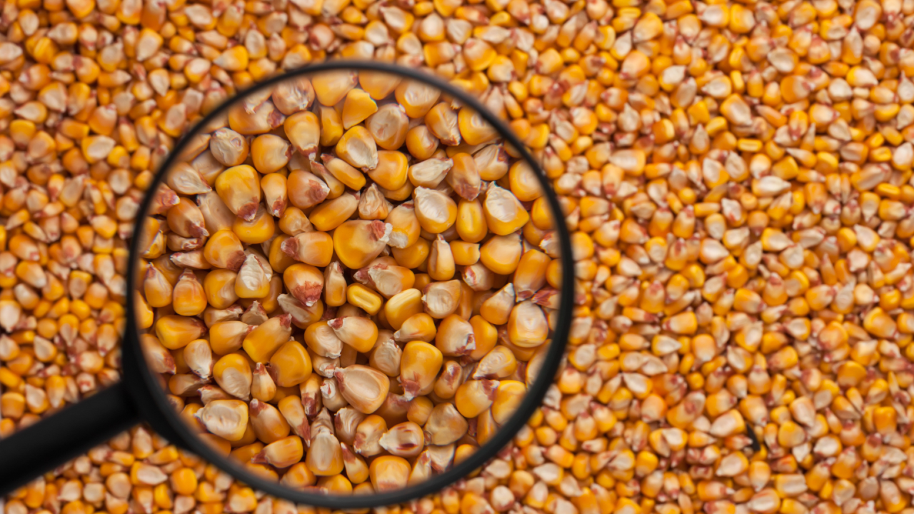 Cool Seed Indústria e Comércio de Equipamentos Agrícolas ad