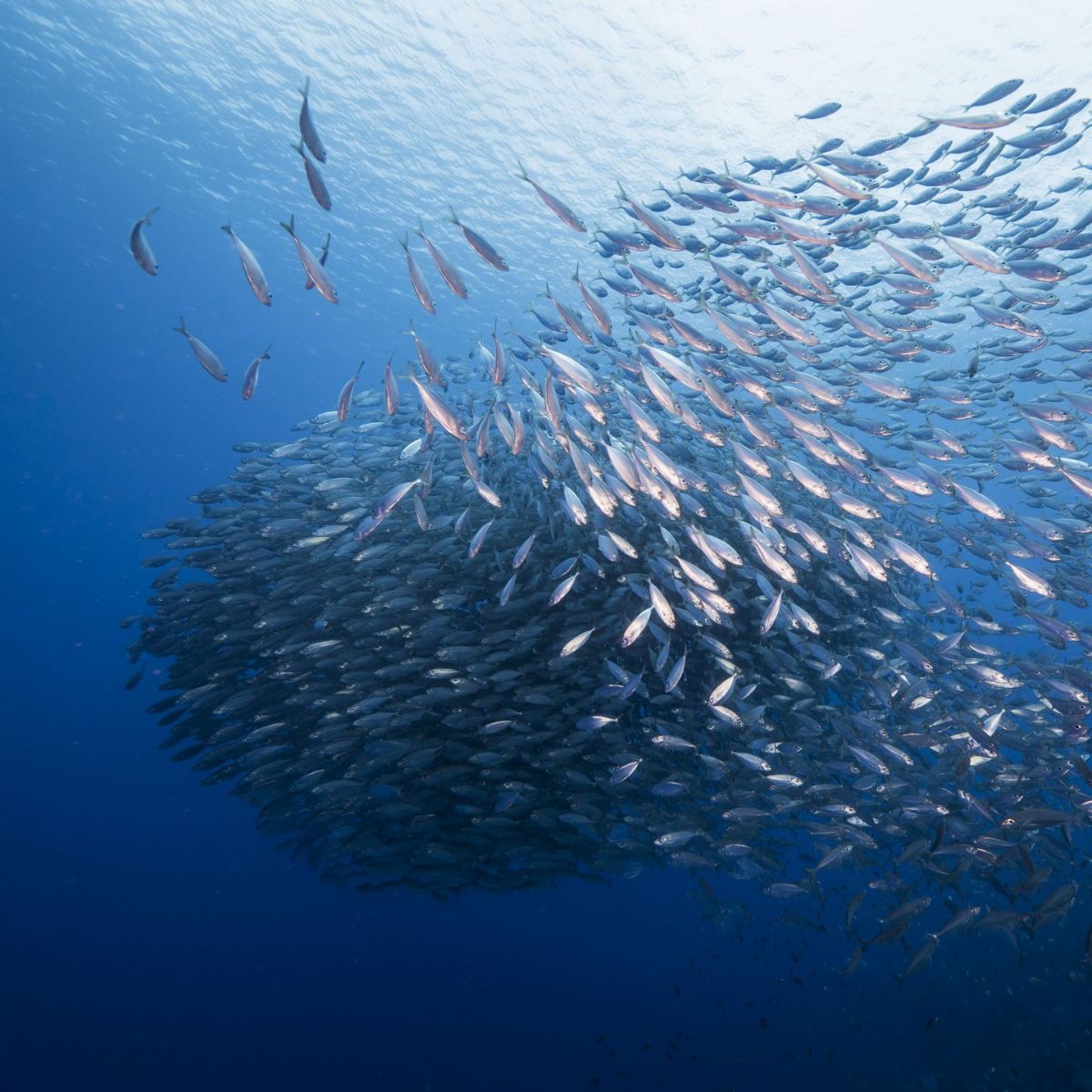Marine Stewardship Council (MSC) ad