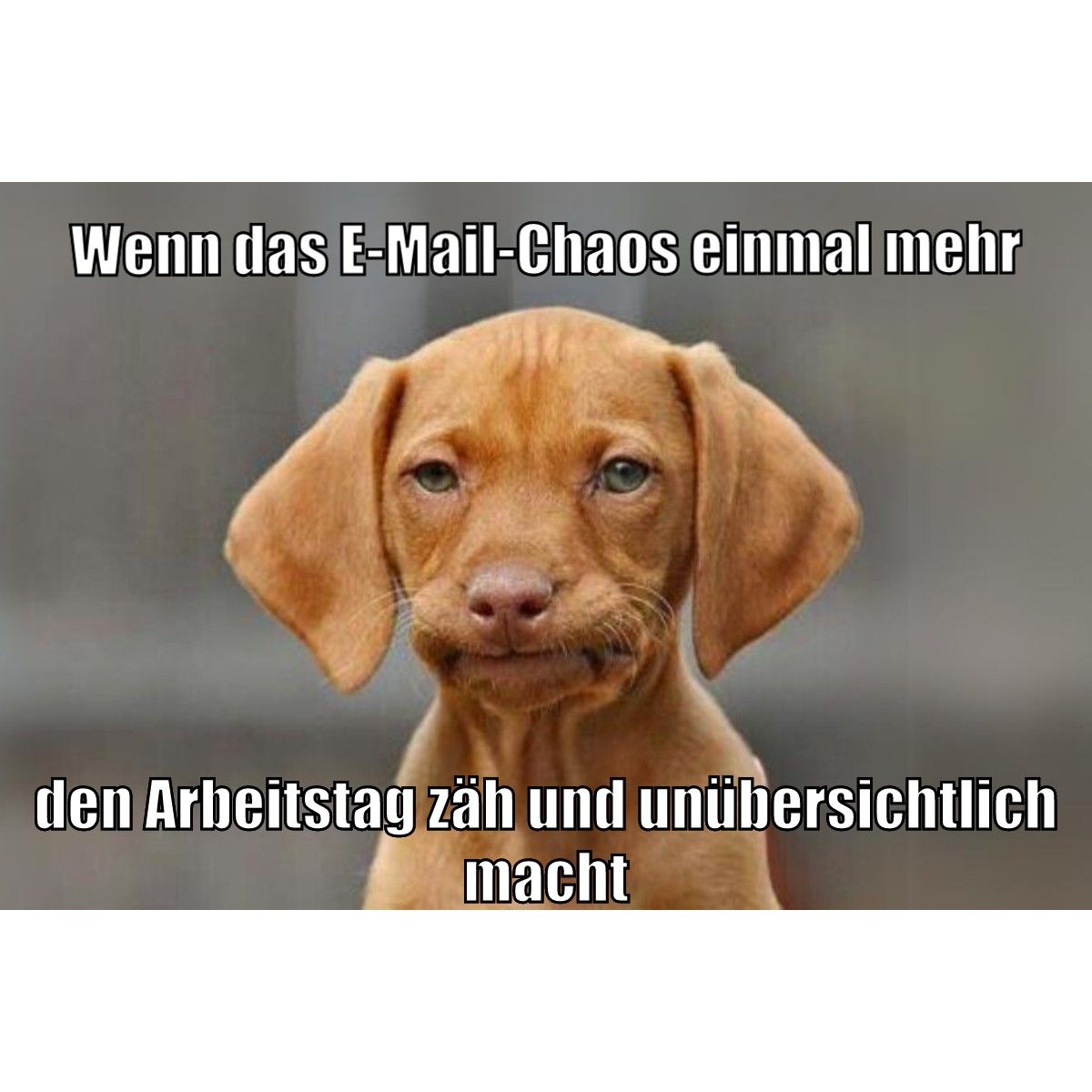 INACTA ad