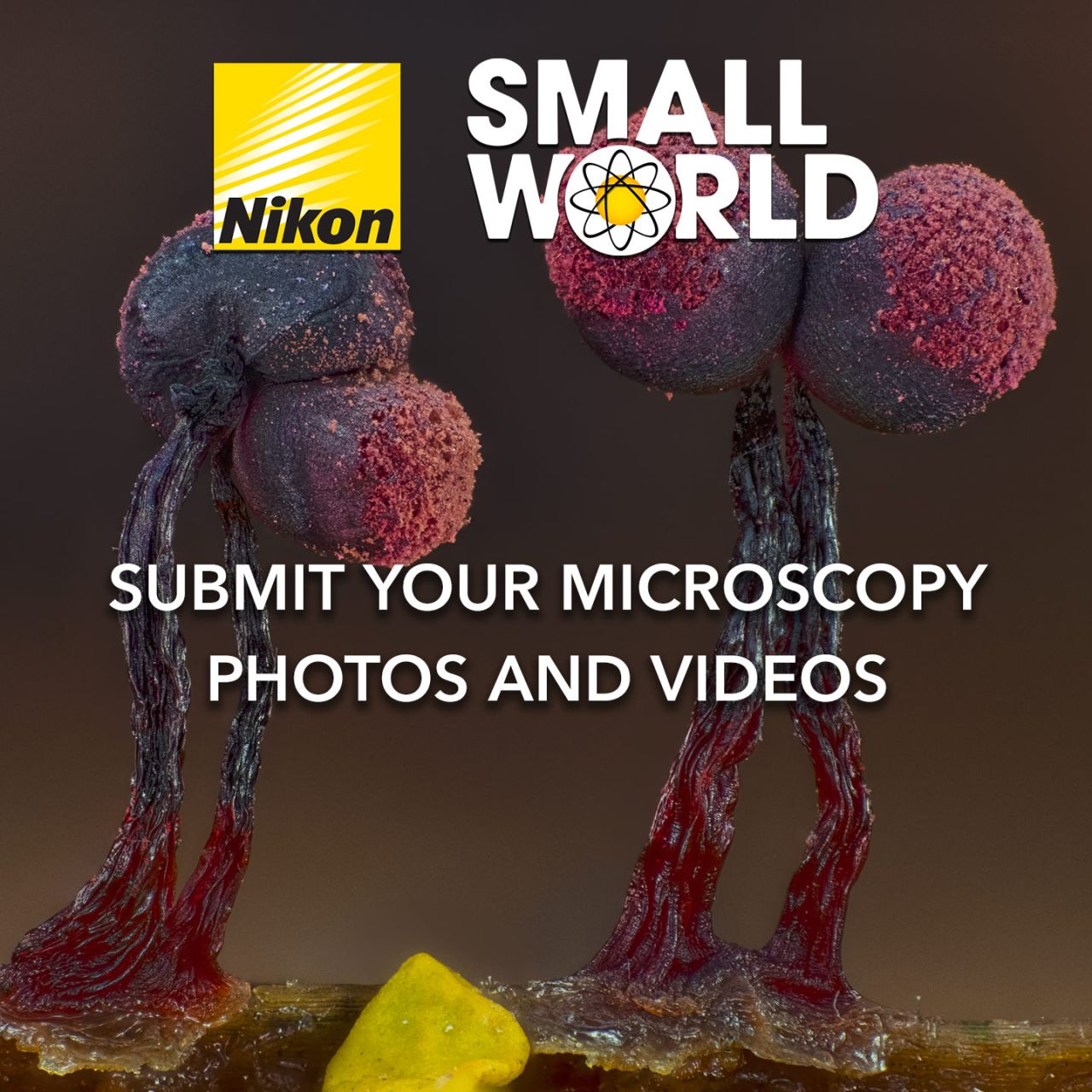 Nikon Microscope Solutions ad