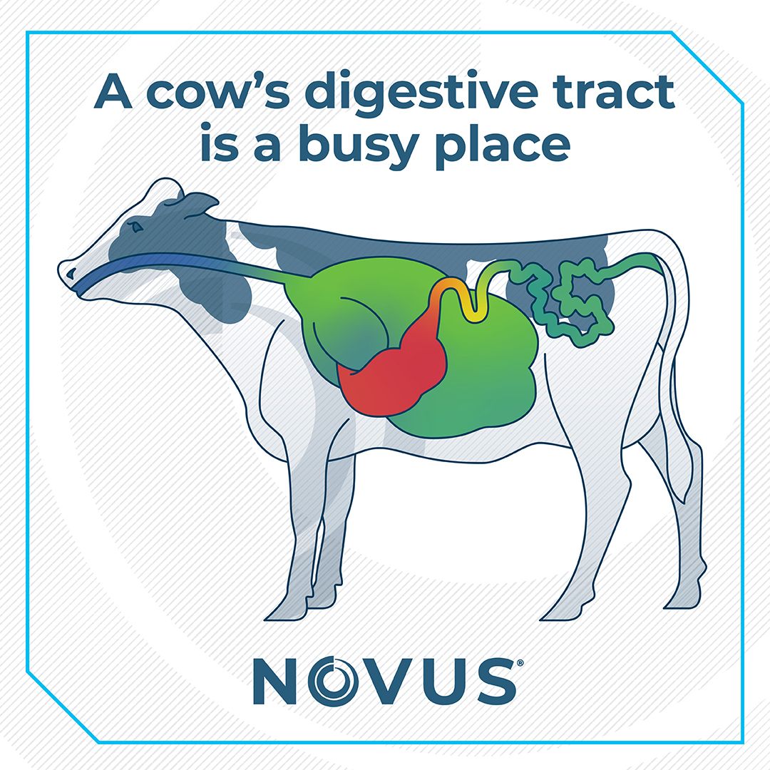 Novus International, Inc. ad