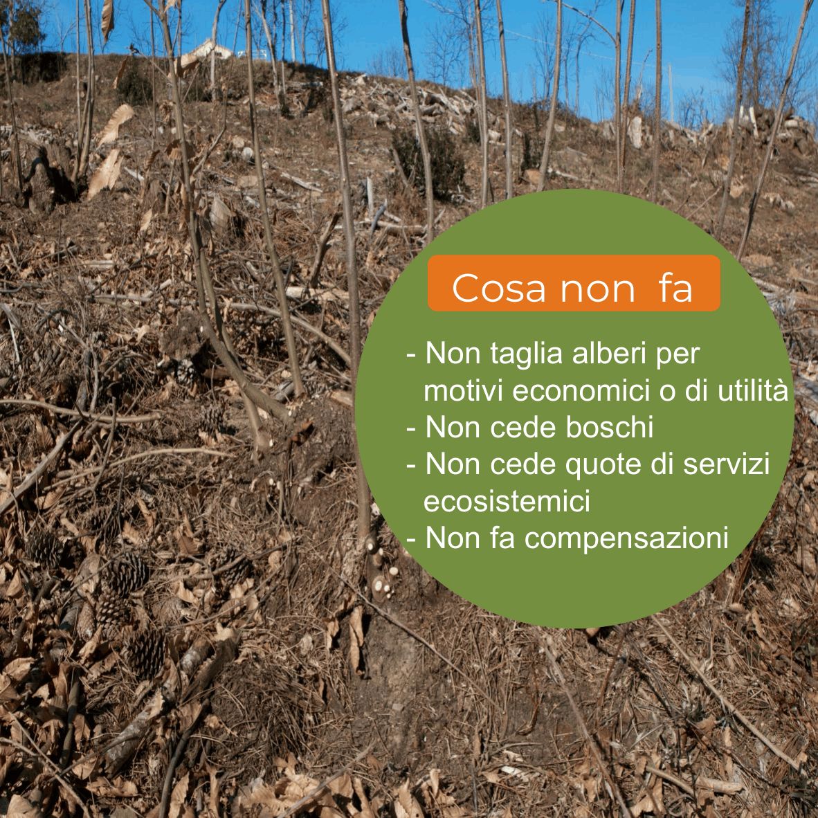 Fondo Forestale Italiano ad