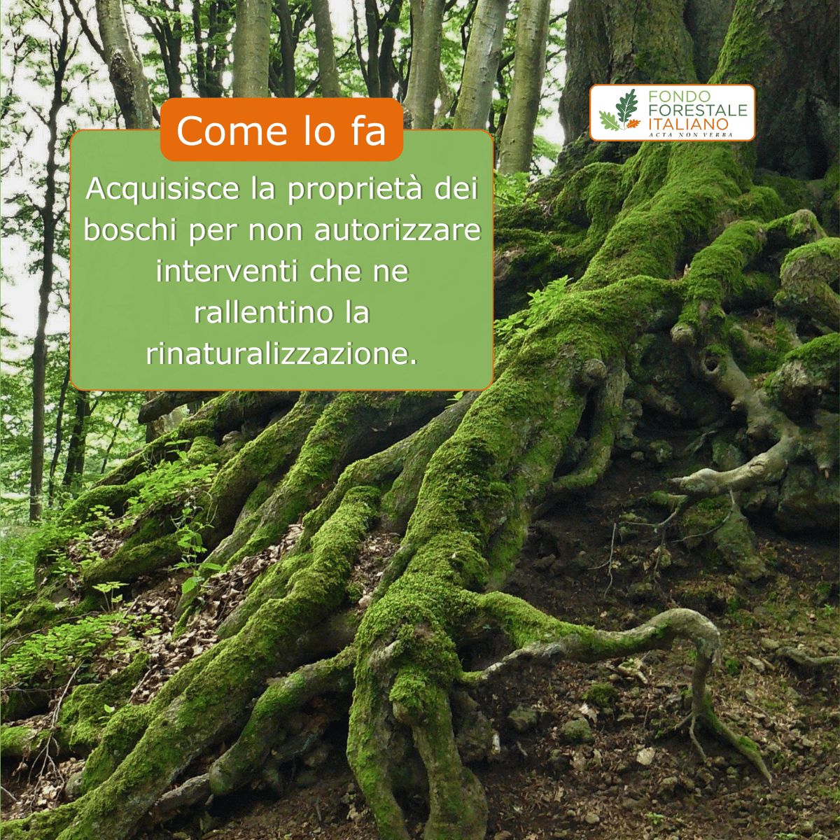 Fondo Forestale Italiano ad