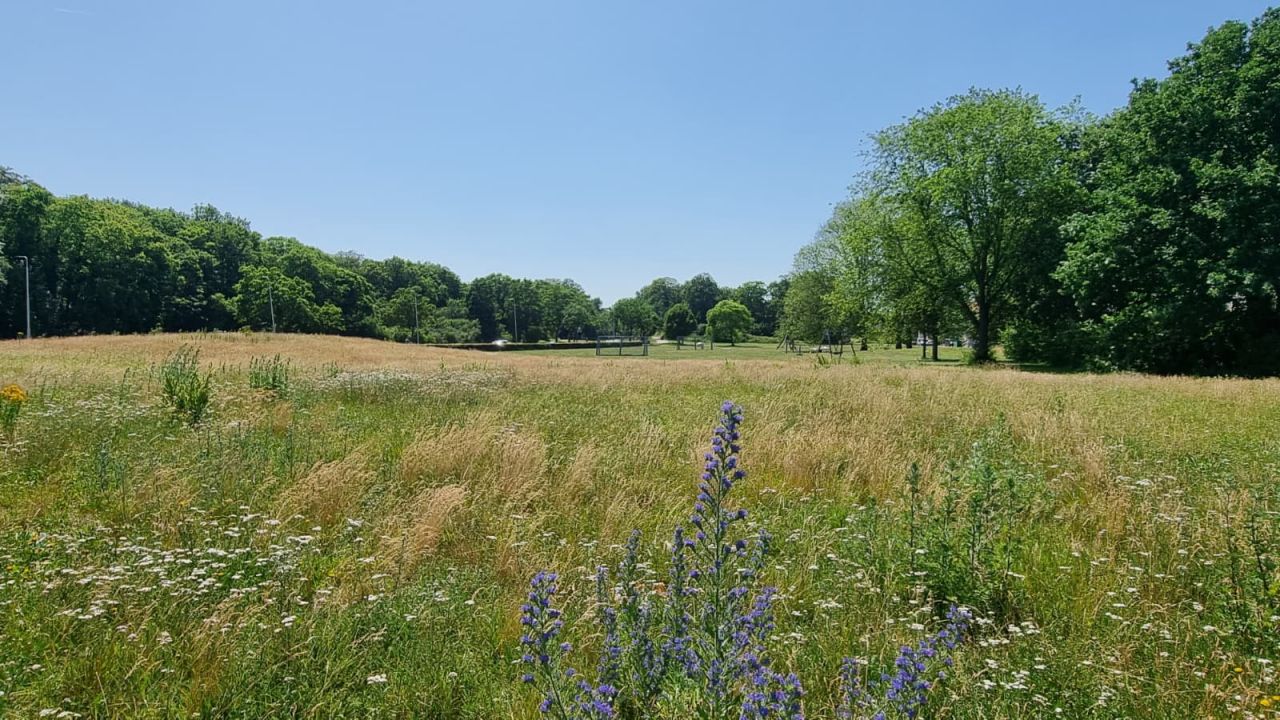 Gemeente Velsen ad