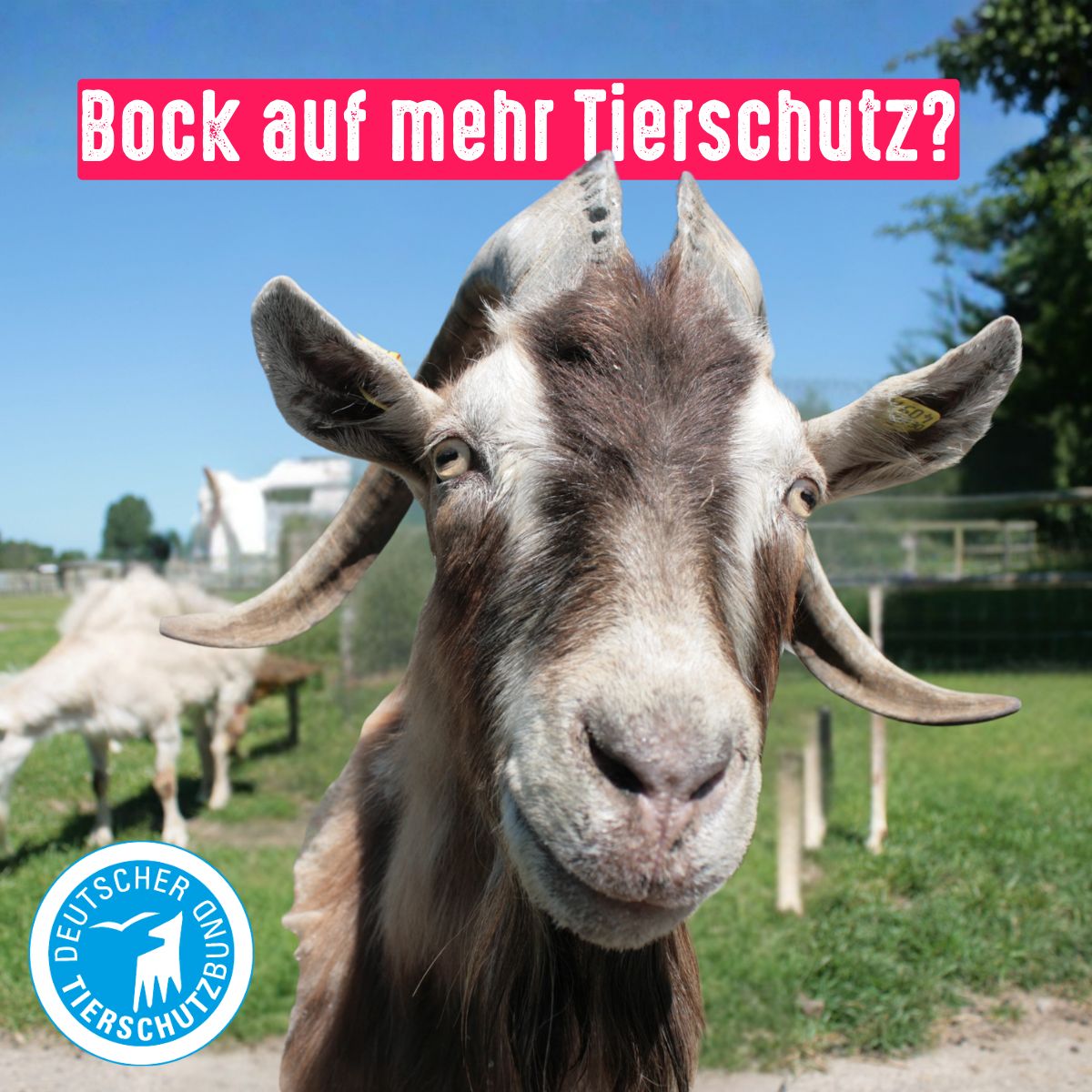 German Animal Welfare Federation ad