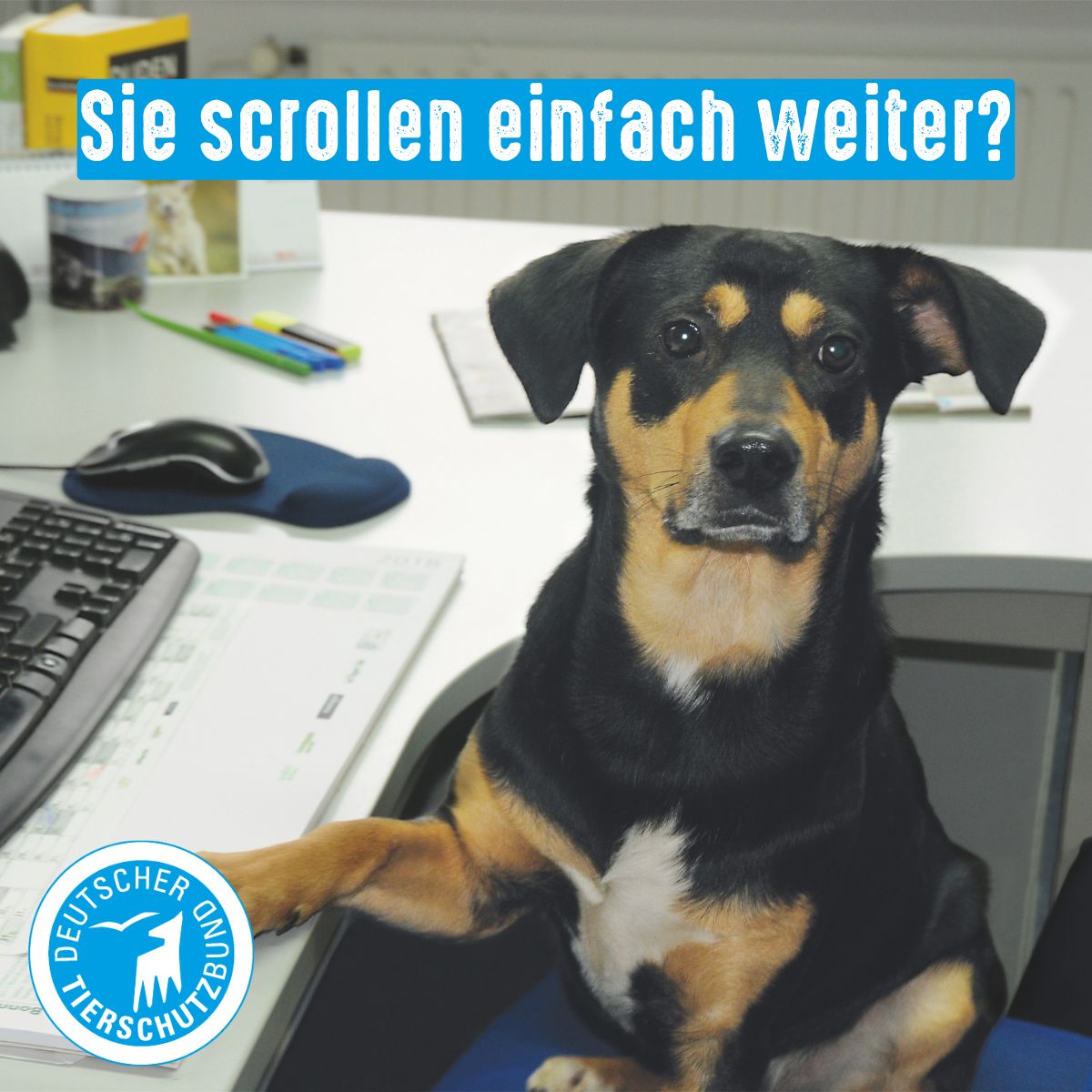 German Animal Welfare Federation ad