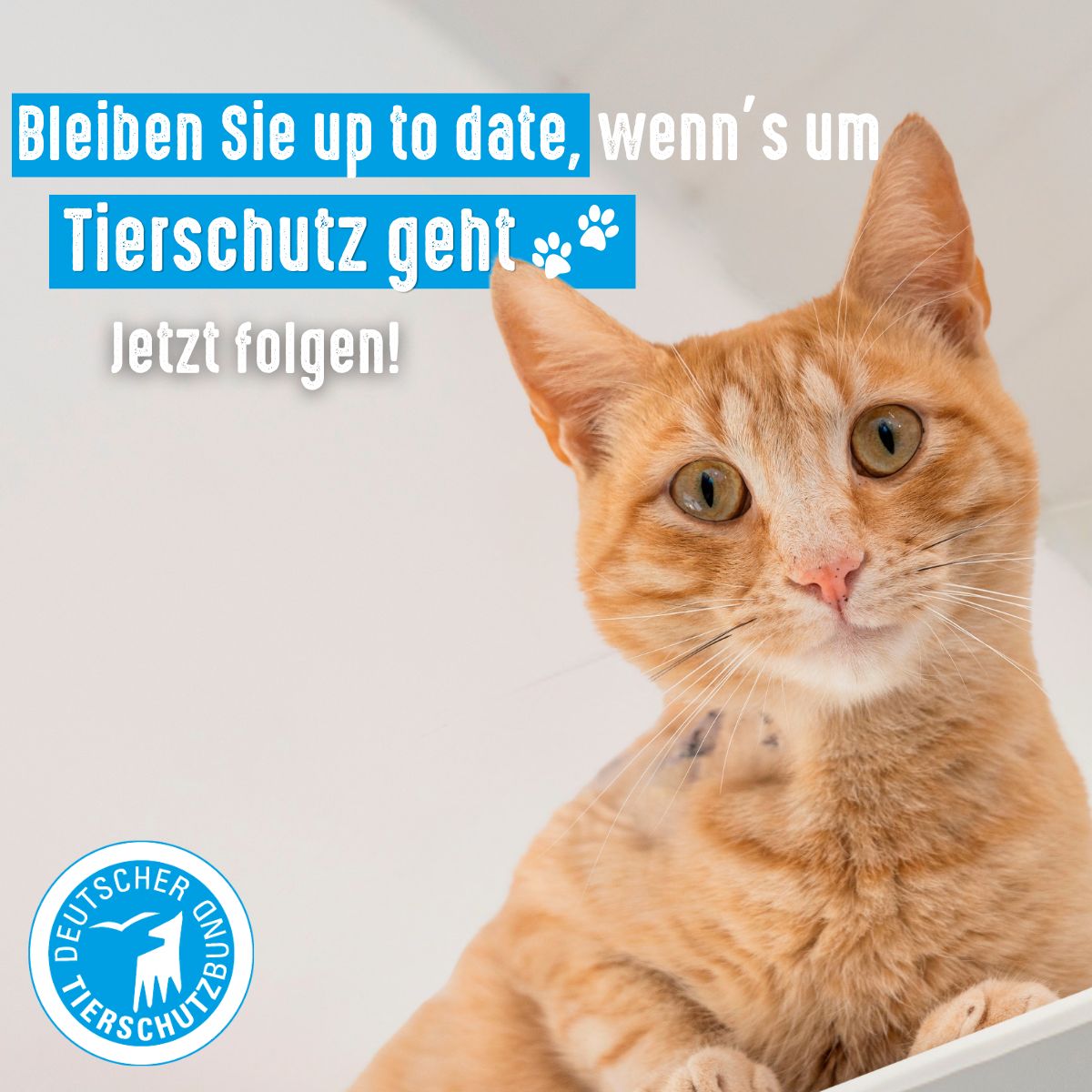 German Animal Welfare Federation ad