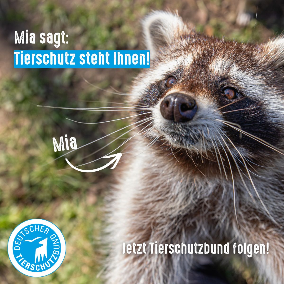 German Animal Welfare Federation ad