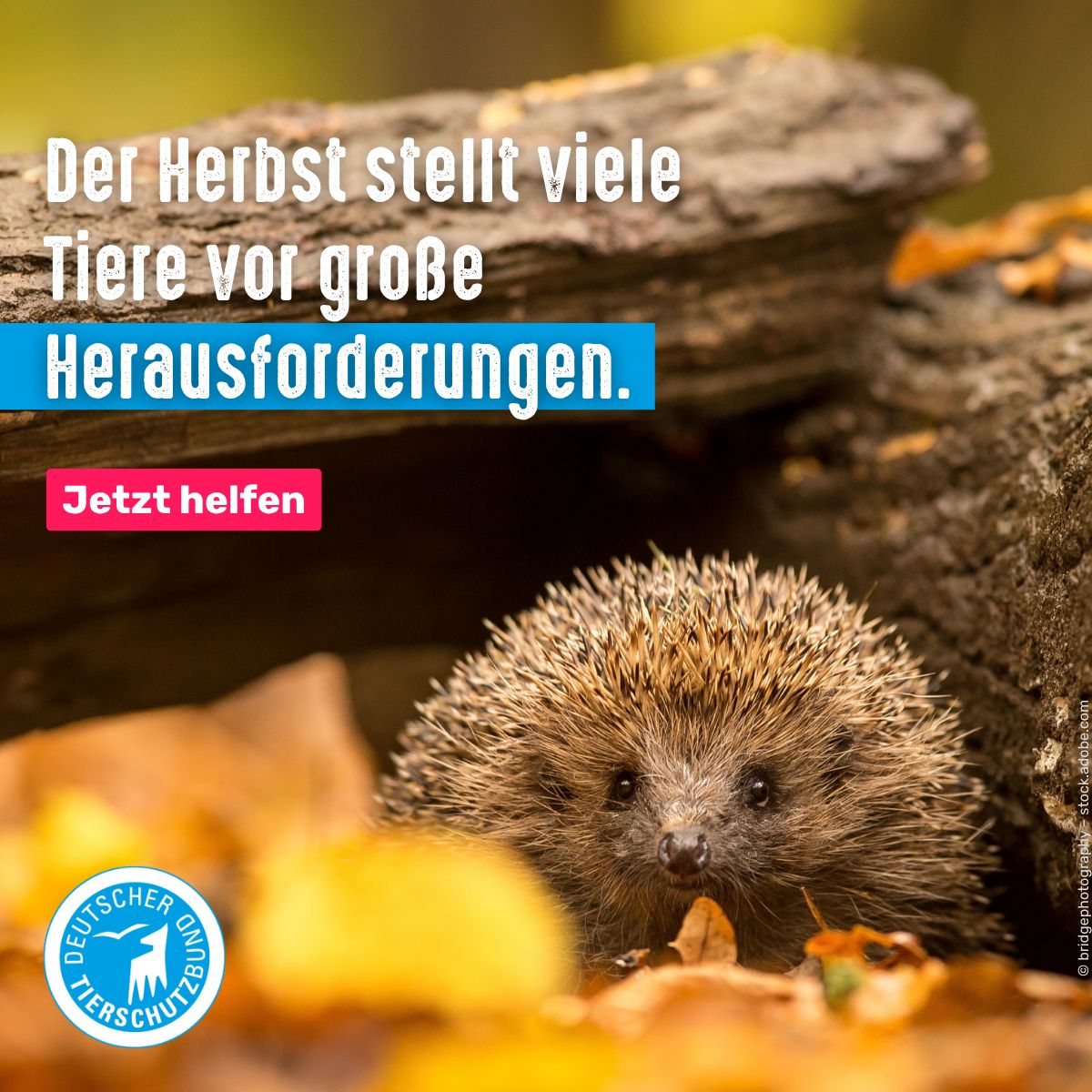 German Animal Welfare Federation ad