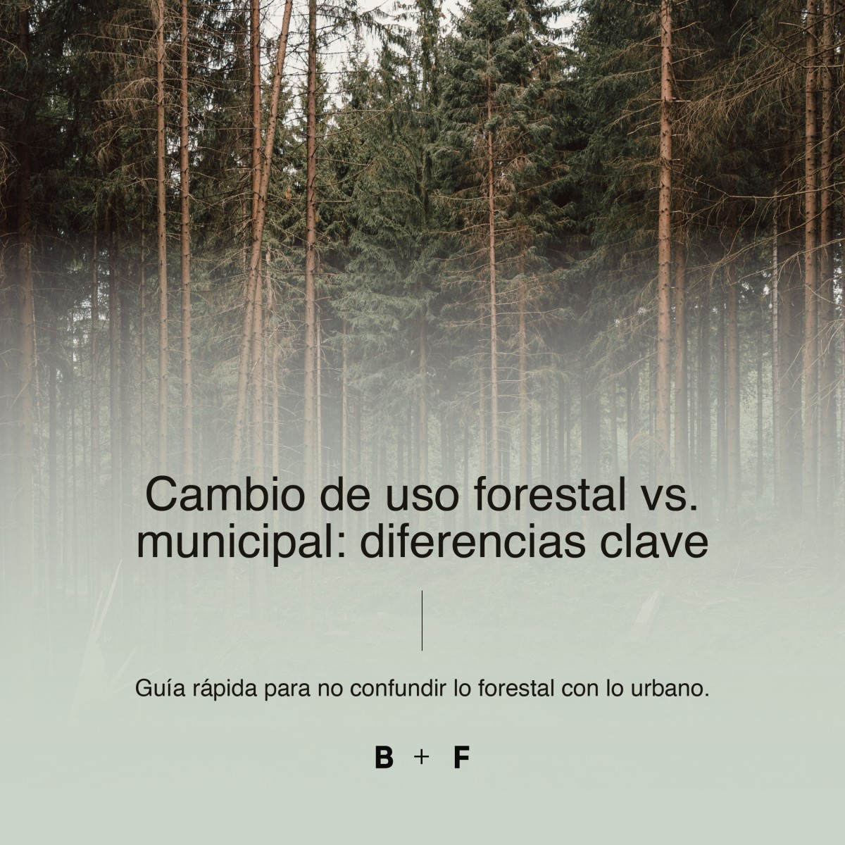 Bustamante + Freyre ad