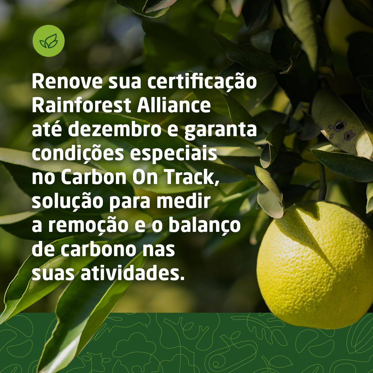 Imaflora ad