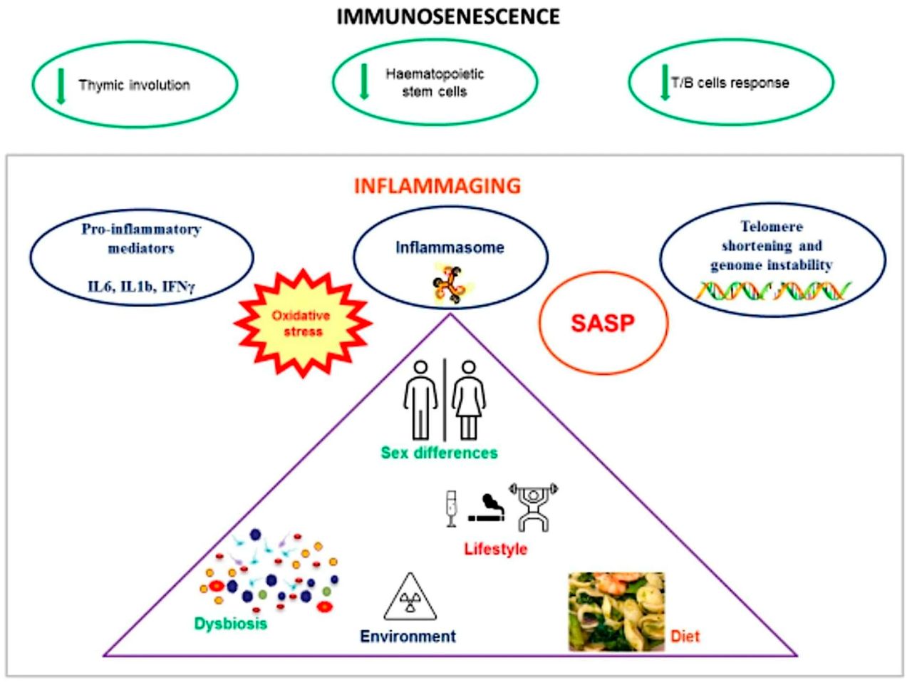 Biomedicines MDPI ad